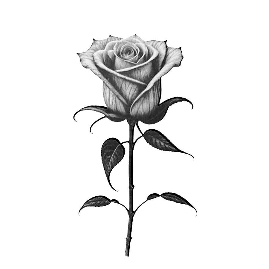 THE ROSE (PACK DE 2)-1